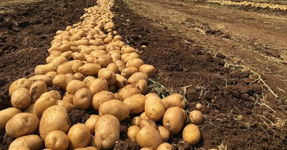 patates ne zaman toplanir patates hangi ayda ekilir hasat zamani hangi mevsim saglik haberleri