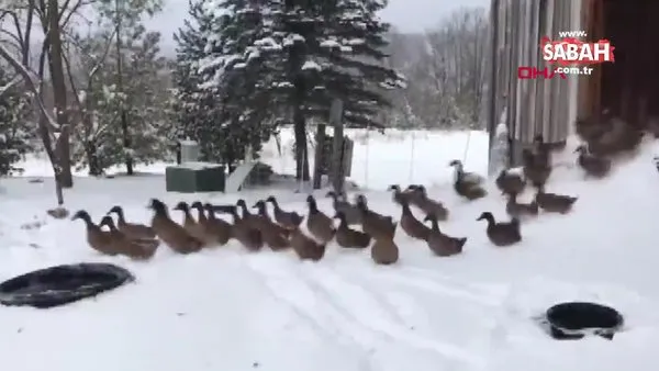 Soğuk hava ve kardan kaçarak kümese sığınan ördeklerin videosunu sosyal medyada olay oldu!