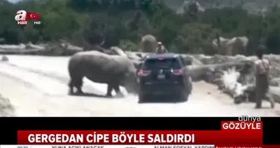 Gergedan cipe böyle saldırdı!