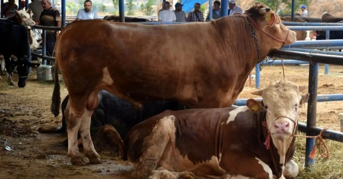 kurban duasi okunusu kurban keserken okunacak dua ne zaman okunur kurban kesilirken hangi dua ve dualar okunur kurbanda hayvani keserken ne denir iste kurban keserken okunacak dualar sureler ve tekbirler son dakika haberler