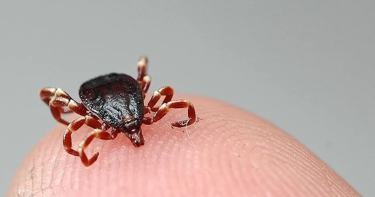 Bu kez yer Çorum: Keneden bir ölüm daha!