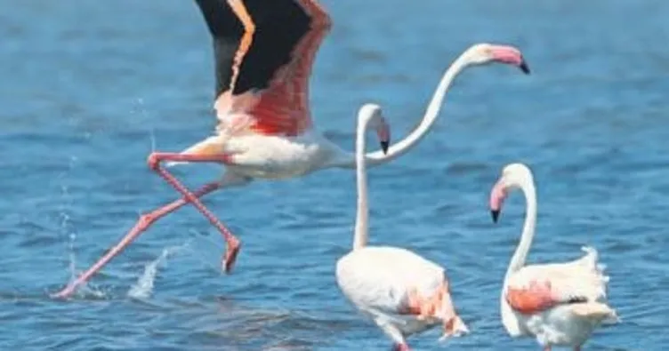 Kuş Cenneti’nde flamingo rekoru