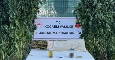 İzmit’te uyuşturucu tarlasına baskın! 12 kilo esrar, 583 kök kenevir ele geçirildi #kocaeli