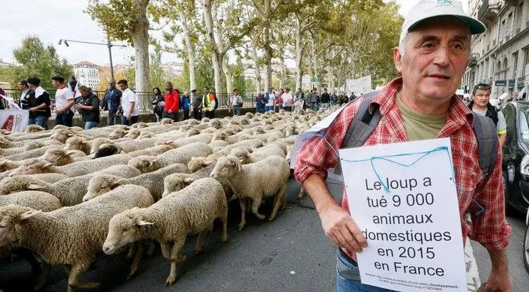 Fransa’da ilginç protesto: Koyunlar kurtlara karşı yürüdü!