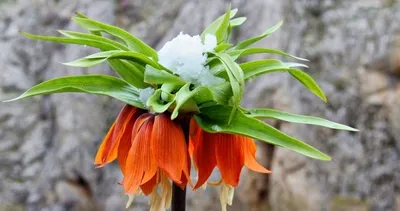 Doğanın Termometresi Yükseliyor! 2026 Cemre Takvimi: İlk cemre ne zaman ve nereye düşecek?