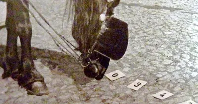 Matematik problemi çözebilen at! Akıllı Hans bilim dünyasını şaşkına çevirdi