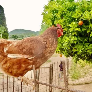 Uzmanından gezen tavuk açıklaması!