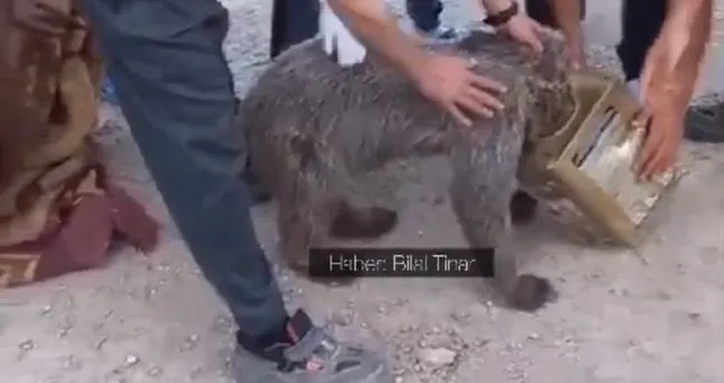 Kafası tenekeye sıkışan yavru ayı vatandaşlar tarafından kurtarıldı