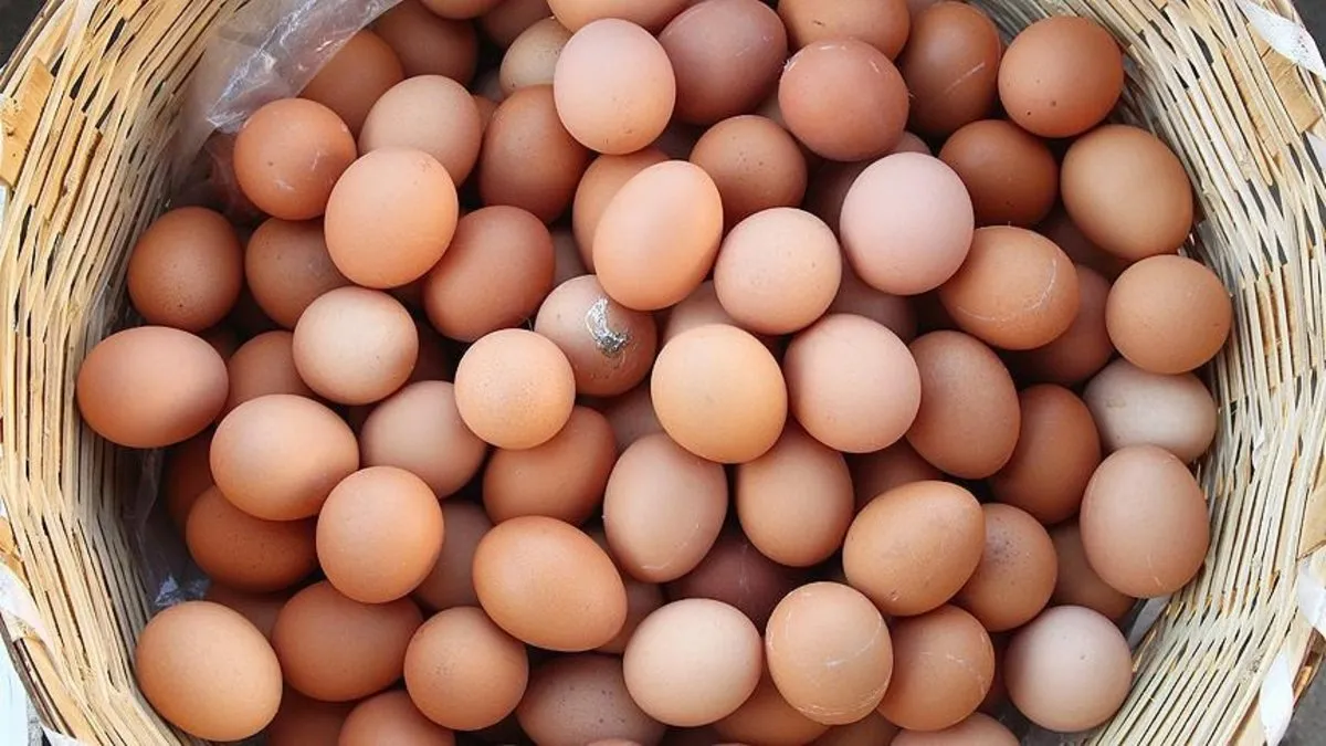 Kuş gribi Türk yumurtasına yaradı: ABD ve AB'den talep var
