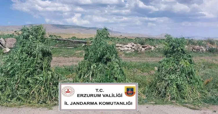 401 bin 676 kök kenevir ele geçirildi