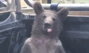 Yavru ayı balı fazla kaçırınca bayıldı