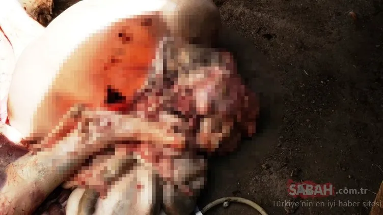 Malatya’da kesilen büyükbaş, tüberkülozlu çıktı