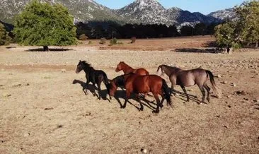 Alevlerden kaçan yılkı atları 2 ay sonra evlerine geri döndü #antalya