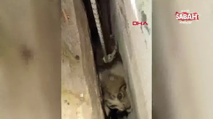 Bodrum'da iki duvar arasına sıkışan kediyi itfaiyeye kurtardı | Video