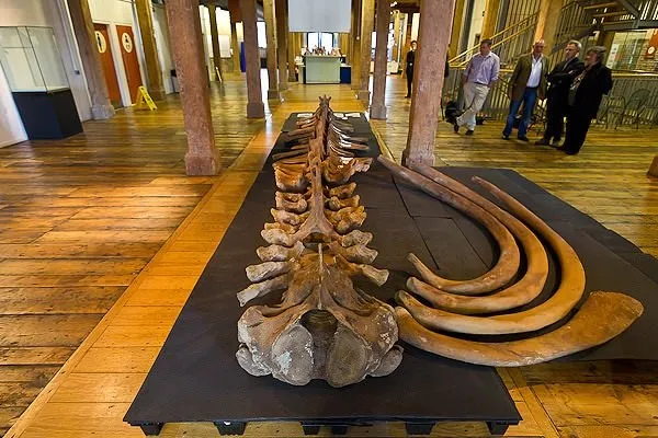 Dev balina fosili
