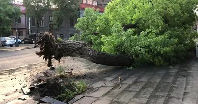 Kars’ta rüzgar ağacı kökünden söktü