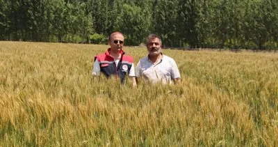 Yerli ve milli buğday çeşidi “Taner” Iğdır’da yüzleri güldürüyor #igdir