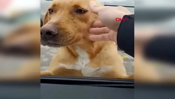Kendisine yemek veren polisleri tanıyan sokak köpeğinin sevimli anları kamerada