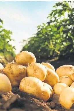 patates-toprak-altinda-kaldi-1718386912414.jpeg
