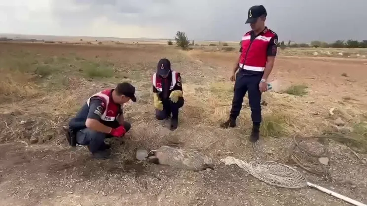 Kırıkkale’de yaralı bal porsuğu bulundu