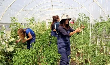 Örtü altı tarım üretimi artıyor