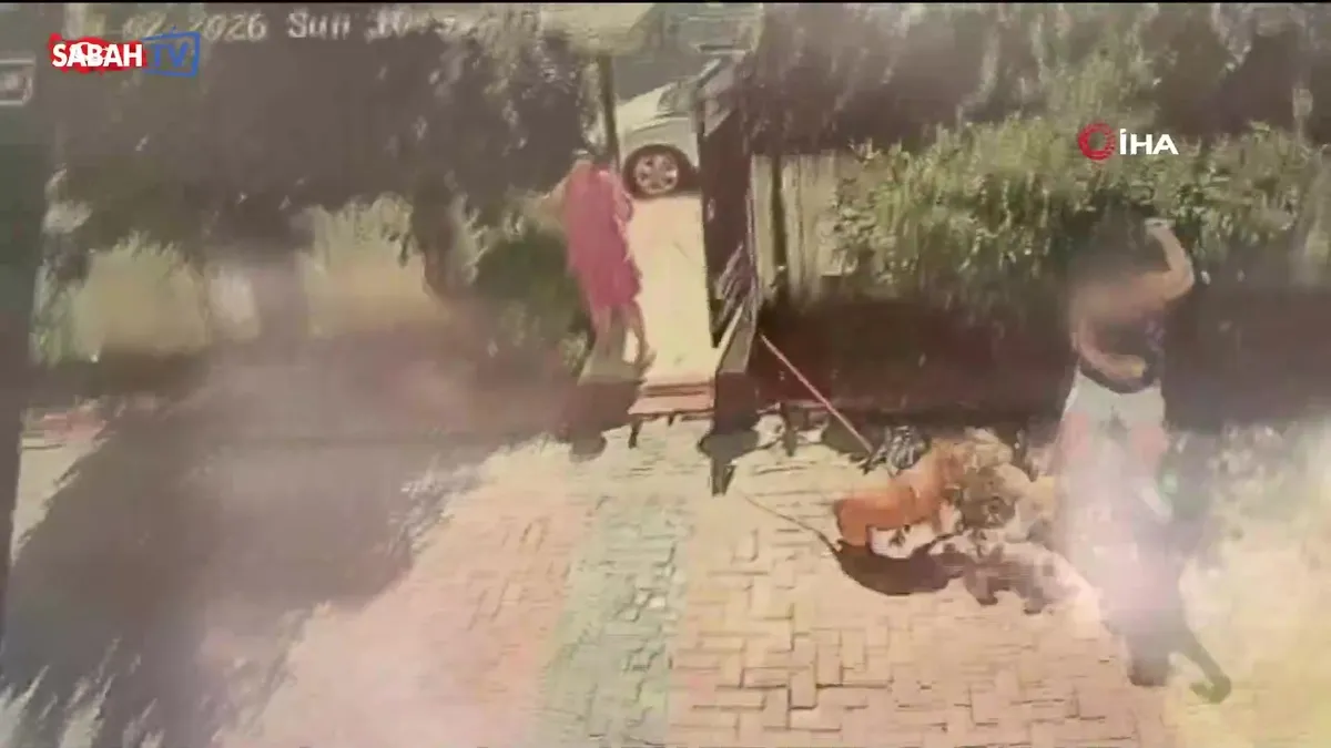 Samsun’da pitbull dehşeti! Küçük kızı ve köpeğini ağır yaraladı: O anlar kamerada videosunu izle Samsun’da pitbull dehşeti! Küçük kızı ve köpeğini ağır yaraladı: O anlar kamerada videosunu izle