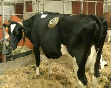 Vahşet! Birkaç litre fazla süt için ineklere yaptıklarına bakın