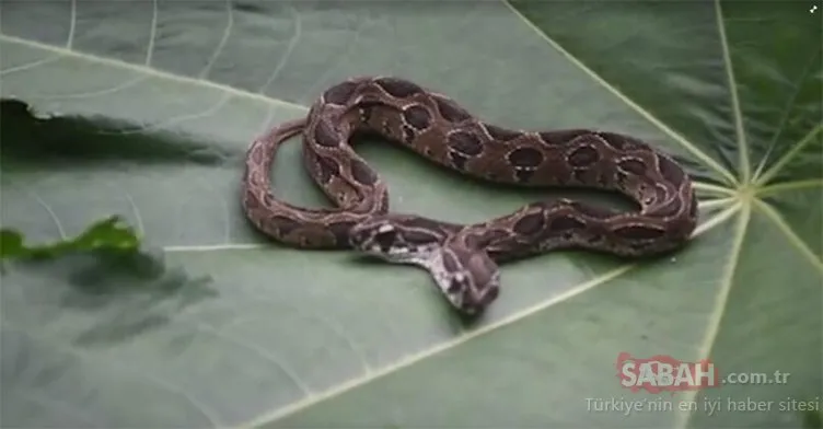 Son dakika haberi! Dünyayı şoke etti! Çift başlı yılan ortaya çıktı…