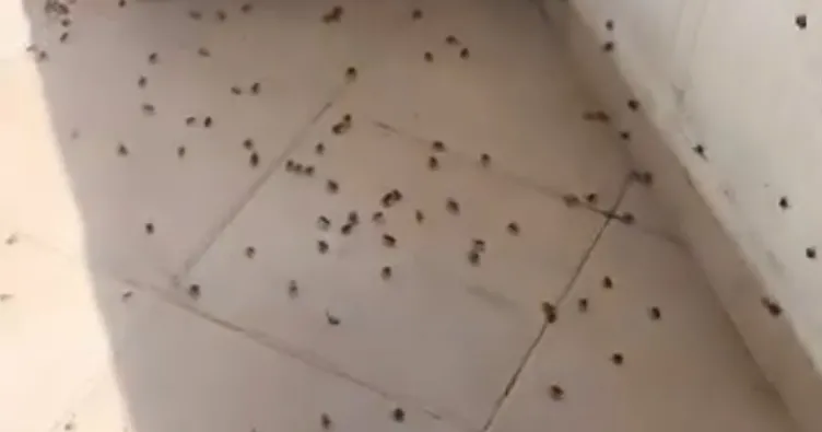 Musetta Vander yalangoch Qoshni yosh va seksual qoshnisini sikdi