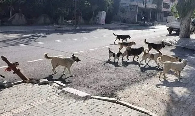 Mobil kısırlaştırma