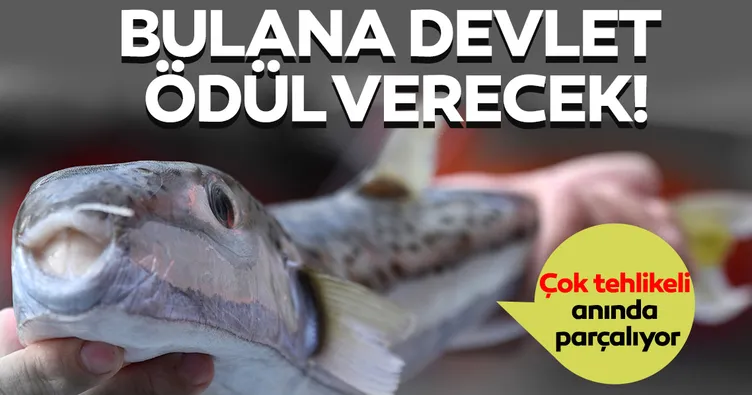 Balon balığı kuyruğu getirene 5 lira