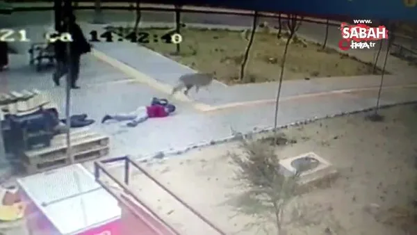 Başıboş köpekler yolda yürüyen çocuğa böyle saldırdı | Video