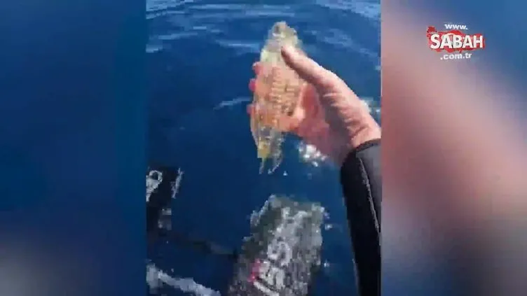 Jelibon balığı keşfedilmişti! Gerçek bambaşka çıktı: Meğer bu canlı... | Video