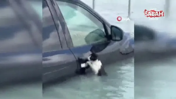 Dubai'de selde mahsur kalan kedi, aracın kapısına tutunarak yardım bekledi | Video