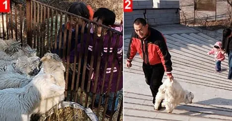 Çin'de aslanlara koyun parçalattılar