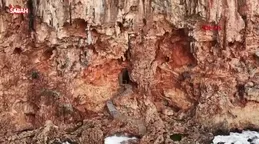 Falezlerdeki kaçak baraka ve asansörü mühürlendi