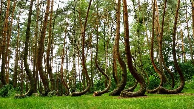 Dünyanın en garip ormanları