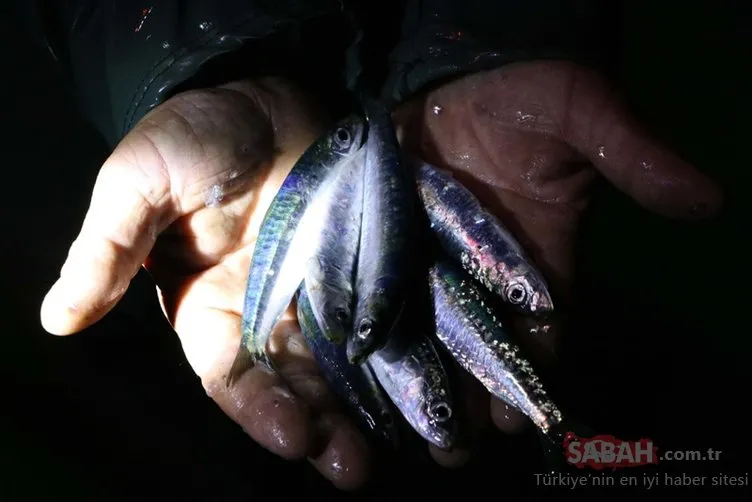 Son dakika! Balık sezonu bereketli başladı!  Çanakkale’de tonlarca sardalya yakalandı