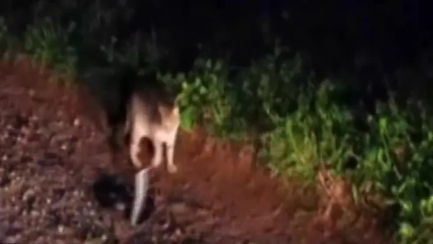 giresun da kedi ve yilanin olumune kavgasi kamerada