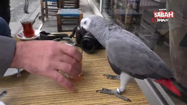 Bu papağan çay tiryakisi