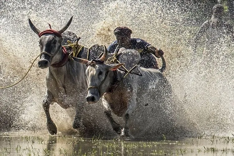 Hindistan’da büyükbaş hayvan yarışları!