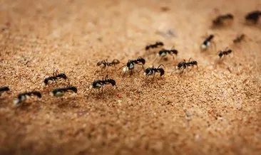 Araştırmaya göre, karıncalar kanserli hücreleri koklayarak ayırt edebiliyor
