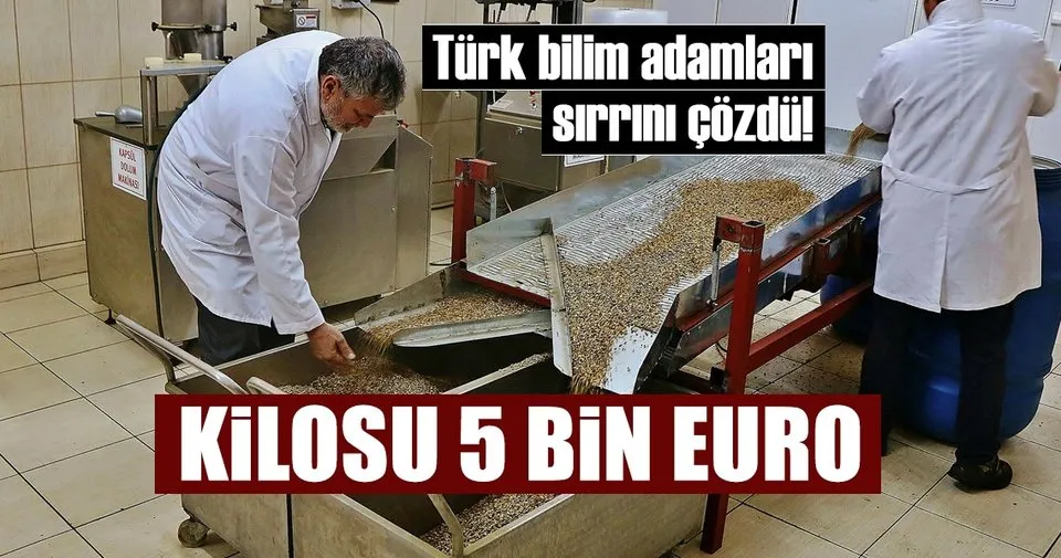 zeytin agacinin sirri cozuluyor egeli