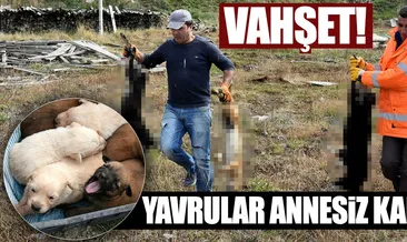 Zehirli etle köpekleri katlettiler!