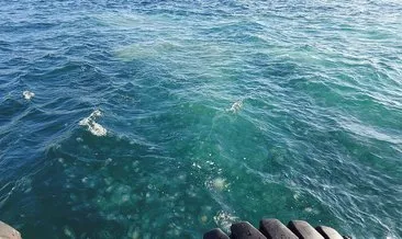 Marmara’da denizanası istilası! Uzmanlardan ’Kesinlikle dokunmayın’ uyarısı
