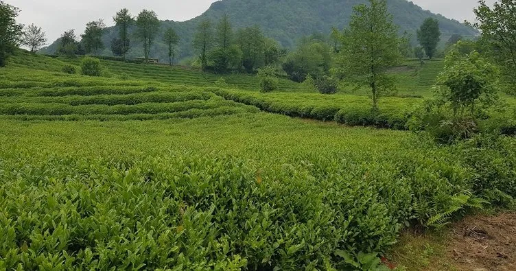 ÇAYKUR Genel Müdürü Alim: Çay üreticisinin sigortası biziz
