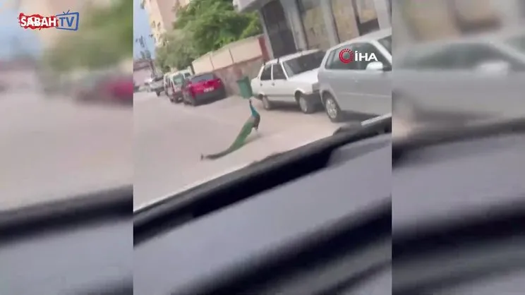 Sokak ortasında gezen tavus kuşu sürücülere ilginç anlar yaşattı | Video