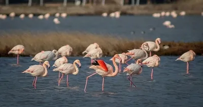 Kuş oteli: Hersek Lagünü