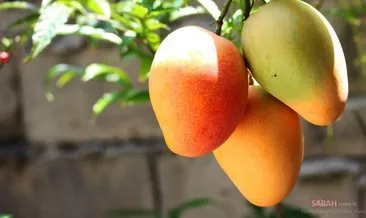 Mangonun Faydaları Nelerdir? Mango Meyvesi Hangi Hastalıklara ve Neye İyi Gelir, Ne Kadar Tüketilmeli?