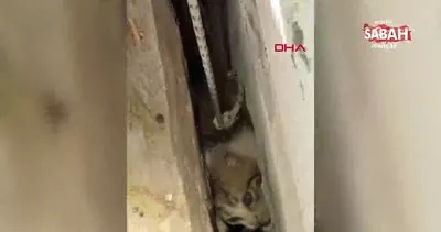 Bodrum’da iki duvar arasına sıkışan kediyi itfaiyeye kurtardı | Video